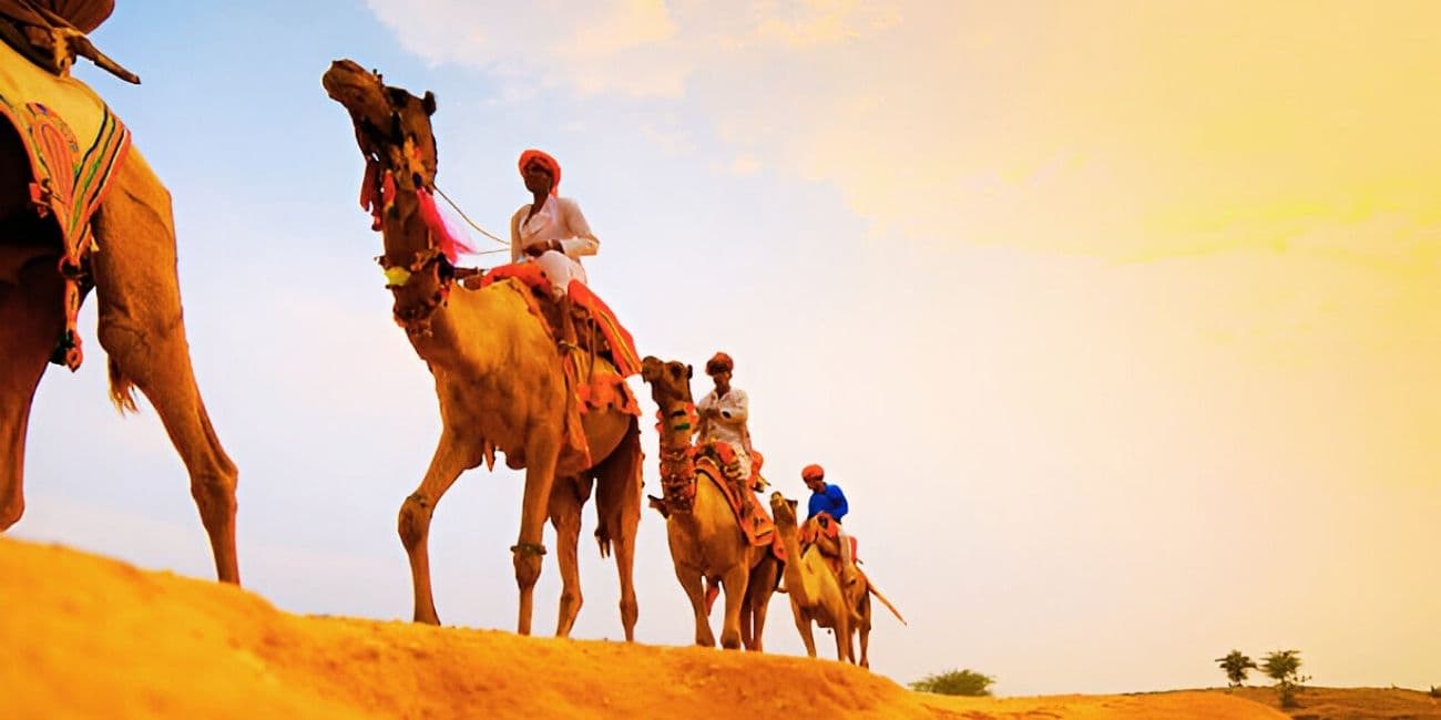Camel Safari