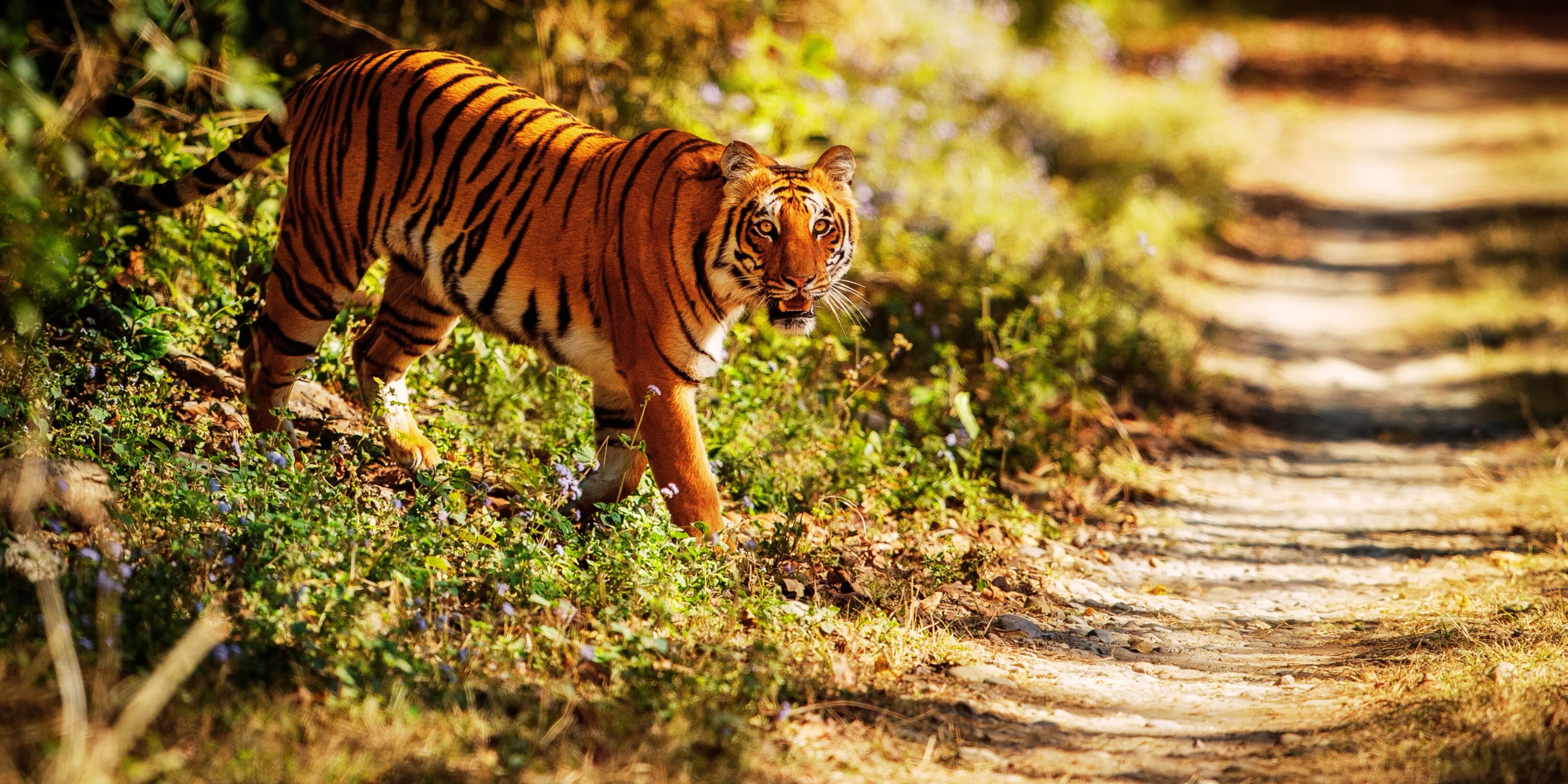 Wildlife Safari