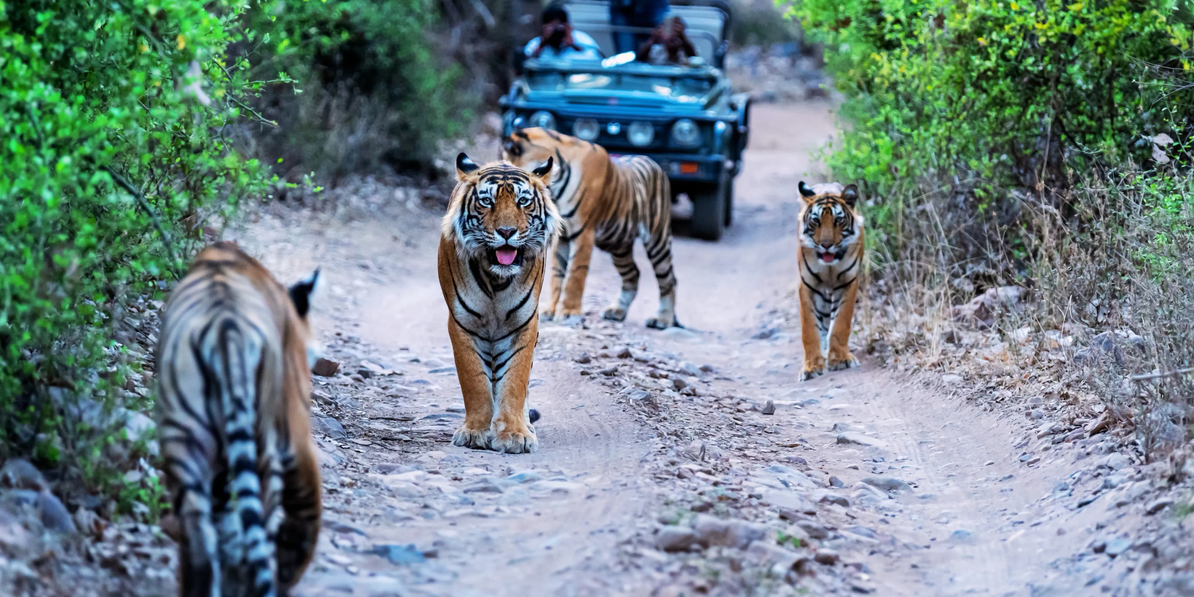 Jungle Safari in Kanha National Park